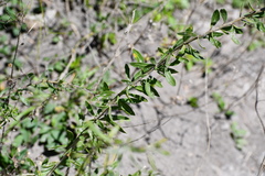 Aloysia gratissima