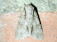 Acronicta laetifica