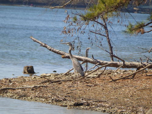 Great Blue Heron photographed in Arkansas