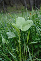Vicia narbonensis