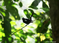 Symposiachrus axillaris