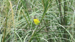 Pseudocolopteryx sclateri