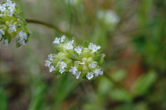 Valerianella turgida