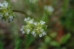 Valerianella turgida