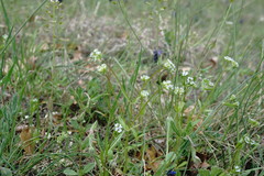 Valerianella turgida