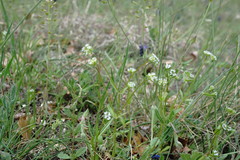 Valerianella turgida