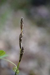 Carex praecox