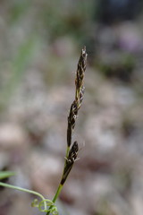 Carex praecox