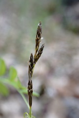 Carex praecox