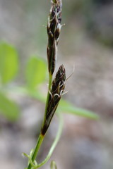 Carex praecox