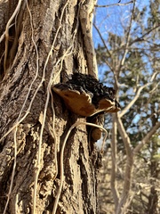 Fungi