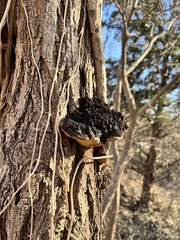 Fungi