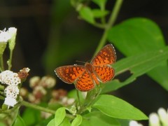 Parvospila lucianus