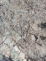 Crotalus molossus oaxacus