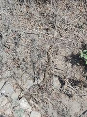 Crotalus molossus oaxacus