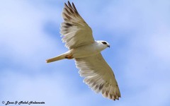 Elanus caeruleus hypoleucus