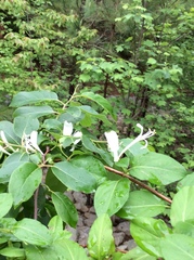 Lonicera