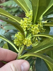 Daphne laureola