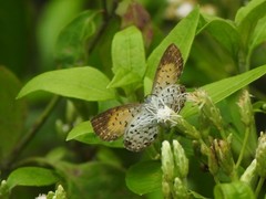 Parvospila lucianus