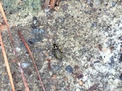 Agonum octopunctatum