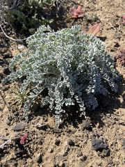 Astragalus traskiae