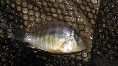 Gymnogeophagus balzanii