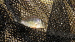 Gymnogeophagus balzanii