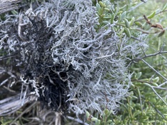 Dendrographa alectoroides