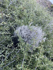 Dendrographa alectoroides