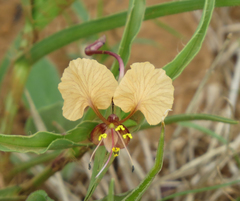 Commelina reptans
