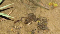 Leptodactylus macrosternum