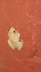 Scinax acuminatus