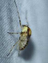 Coelotanypus tricolor