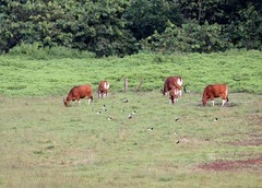 Bos javanicus javanicus