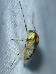 Coelotanypus tricolor