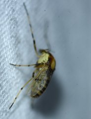 Coelotanypus tricolor