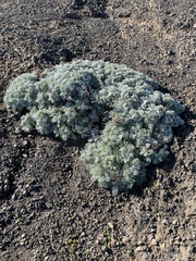 Constancea nevinii