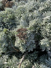 Constancea nevinii