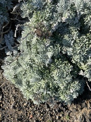 Constancea nevinii