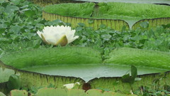 Victoria cruziana