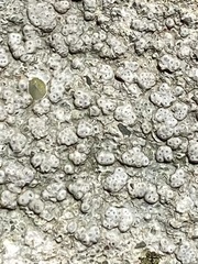 Pertusaria plittiana