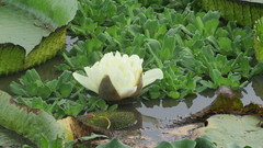 Victoria cruziana