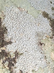 Pertusaria plittiana