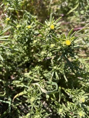 Amblyopappus pusillus