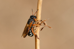 Notanthidium steloides