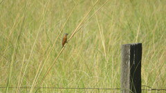 Sporophila hypoxantha