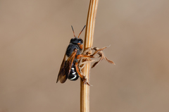 Notanthidium steloides
