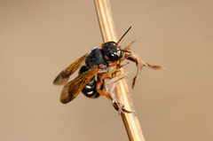 Notanthidium steloides
