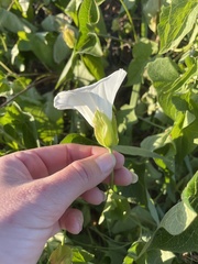 Calystegia macrostegia amplissima
