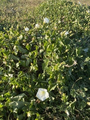 Calystegia macrostegia amplissima